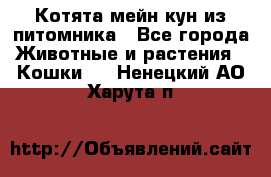 Котята мейн-кун из питомника - Все города Животные и растения » Кошки   . Ненецкий АО,Харута п.